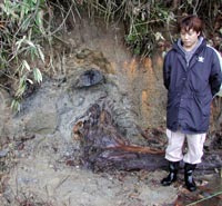 野沢小学校付近で発見された埋没樹