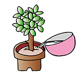 イラスト：米のとぎ汁⇒植物