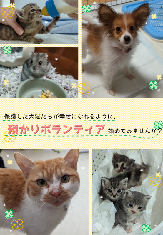 写真：預かりボランティア募集