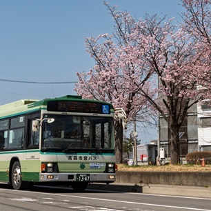 県病前通りの桜並木とバス