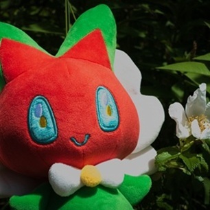 はまるんと白いはまなす