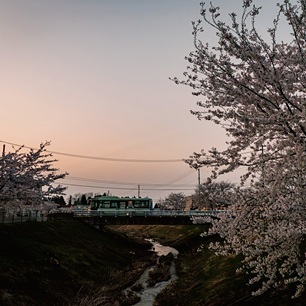 牛館のサクラとバス