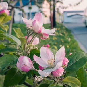 リンゴの花の画像