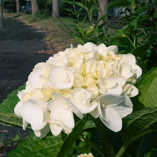 紫陽花と市営バスの画像