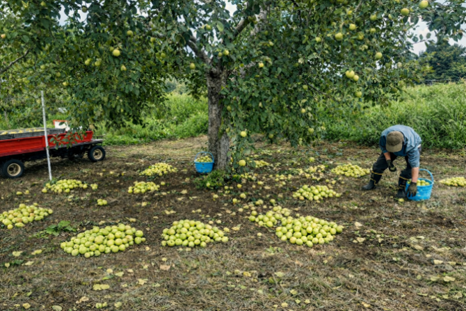 写真：兼田農園さんでの作業中の様子(農福連携)