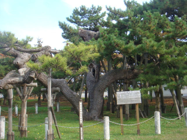 写真:天然記念物 黒松(三誉の松) 1本