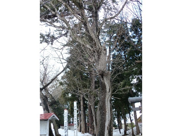 写真:天然記念物 三内稲荷神社の杜