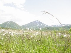 写真：ワタスゲ