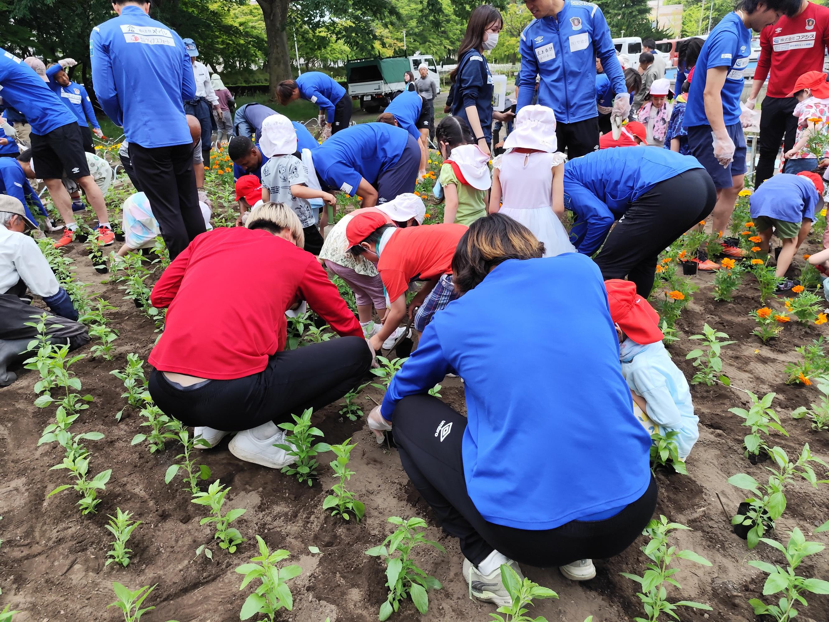 写真:平和大花壇植栽
