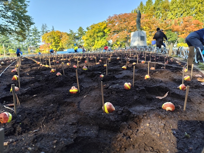 写真：令和7年度平和公園秋の植栽活動1