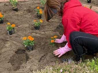 写真:植え込み