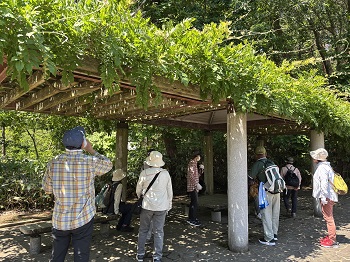 写真：藤棚の影の下で少し休憩します