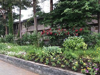 きれいな花壇