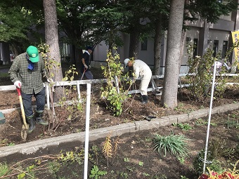 カシス植え替え2