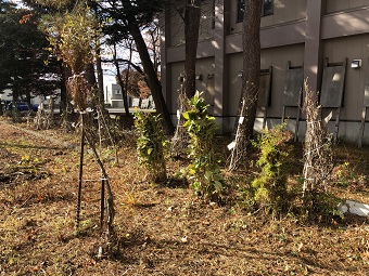 花壇冬支度2