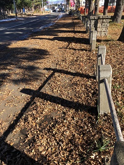 枯れ葉が積もった公園