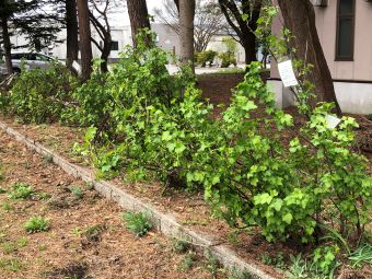 070428中央花壇の様子2