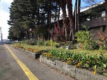 写真:20221107花壇片付け1
