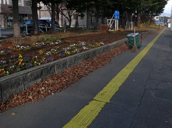 写真:20221128落ち葉拾い1