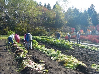 写真:野菜収穫1