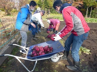 写真:野菜収穫2