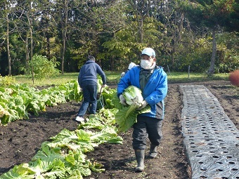 写真:野菜収穫4