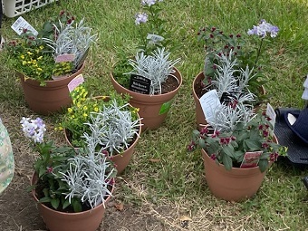 写真:植え付け完成