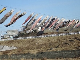 写真:2022新城こいのぼり1