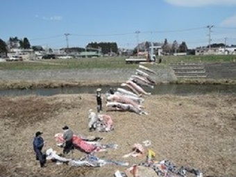 写真:2022新城こいのぼり2