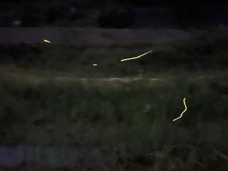 ホタルの写真