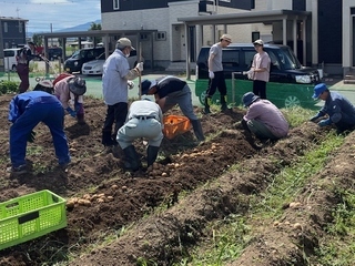 ジャガイモ収穫