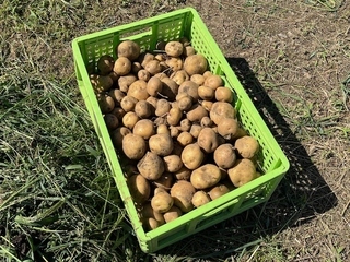 ジャガイモ収穫