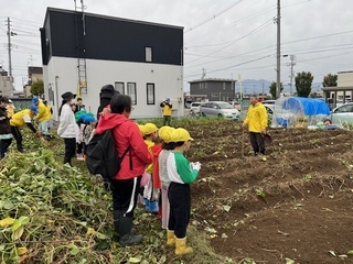 サツマイモ収穫