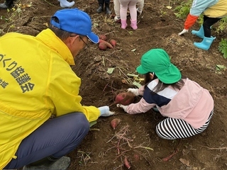 サツマイモ収穫