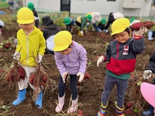 サツマイモ収穫