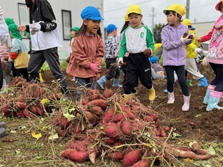 サツマイモ収穫