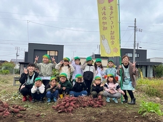 サツマイモ収穫