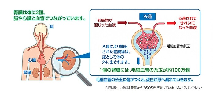 図：腎臓の仕組み　腎臓は体に2個、脳や心臓と血管でつながっています。1個の腎臓には、毛細血管の毛玉が約100万個。ろ過により抽出された老廃物は、尿として体の外に出されます。毛細血管の毛玉に傷がつくと、蛋白が尿へ漏れていきます。