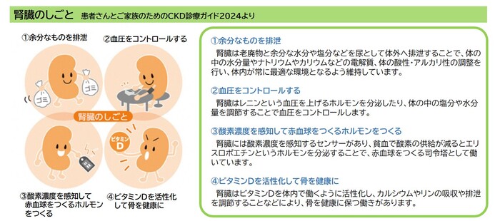 図：腎臓のしごと　1余分なものを排泄　2血圧をコントロールする　3酸素濃度を感知して赤血球をつくるホルモンをつくる　4ビタミンDを活性化して骨を健康に