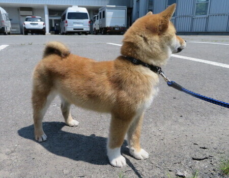 犬の