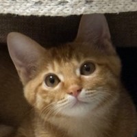 猫の写真2