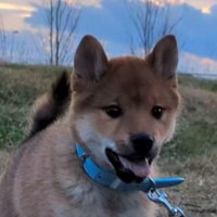 ちゃちゃ丸写真