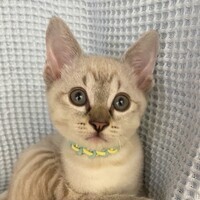 ちくわ写真