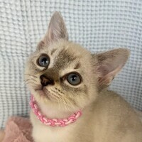 ちーず写真