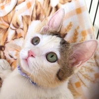 ジョシュア写真