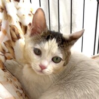 ジョシュア写真