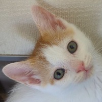 にゃんたろう写真