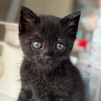 猫219の写真