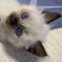 写真：りんご