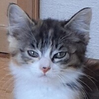 猫の写真